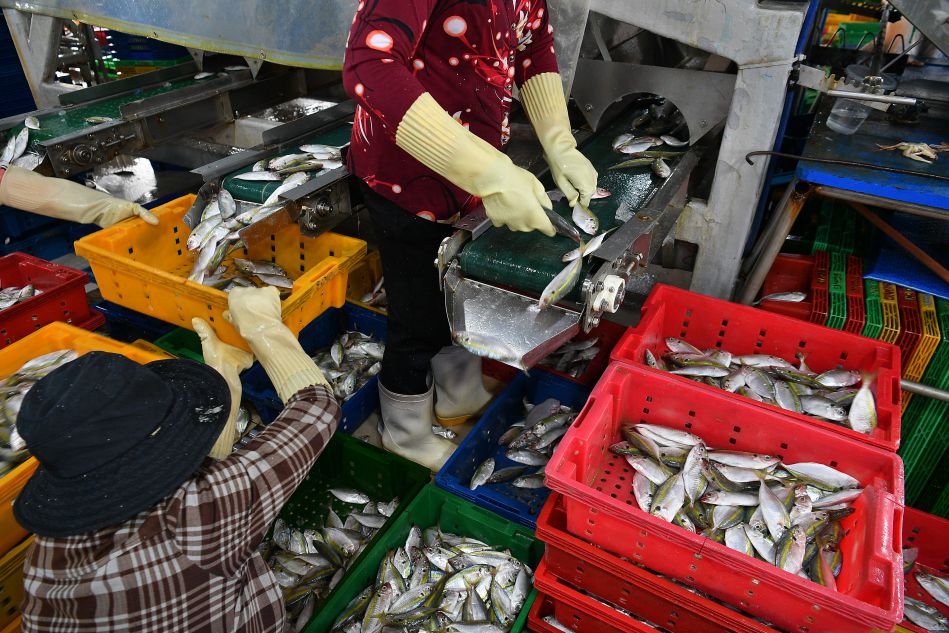 Hải sản được đưa vào dây chuyền phân loại cơ giới trong nhà xưởng của cảng. Công nhân đứng dọc theo băng chuyền để lựa chọn và chuyển cá vào các khay nhựa theo từng loại. Ảnh: Việt Văn