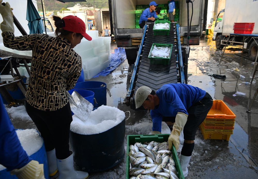 Công nhân cho đá lạnh vào các khay cá trước khi đưa lên băng chuyền tại khu tiếp nhận hải sản ở Cảng cá Bến Đá. Lớp đá giúp giữ độ tươi của cá trong quá trình vận chuyển và phân loại. Ảnh: Việt Văn