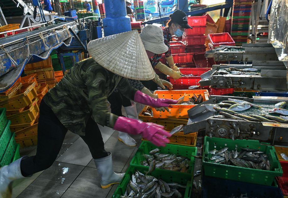 Nhịp điệu lao động rất khẩn trương. Ảnh: Việt Văn