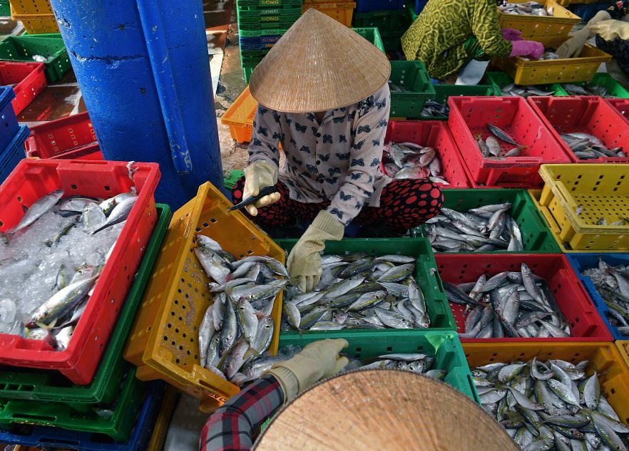 Phân loại cá theo kích cỡ và chủng loại tại khu xử lý hải sản của cảng. Ảnh: Việt Văn