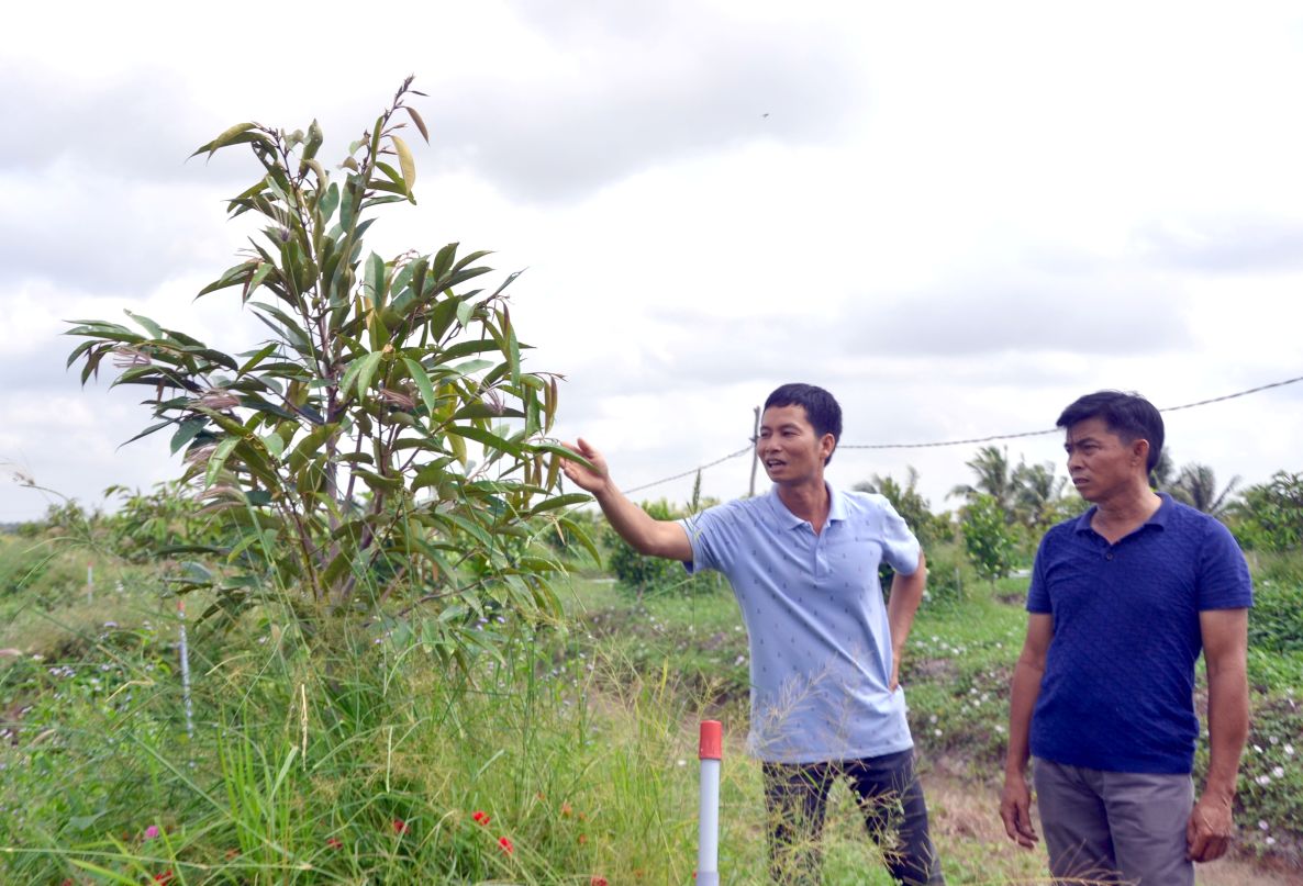 Theo dõi sớm từng diễn biến trên lá để sớm nhận diện dấu hiệu bệnh trên cây sầu riêng. Ảnh: Thanh Mai