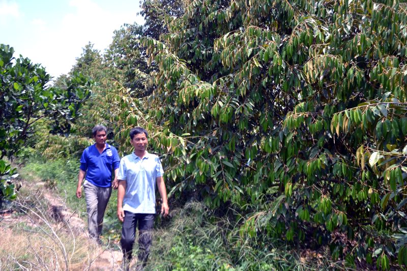 Theo các chuyên gia nông nghiệp khuyến cáo, nhà vườn cần thường xuyên thăm vườn để sớm phát hiện bệnh trên cây sầu riêng. Ảnh: Thanh Mai 