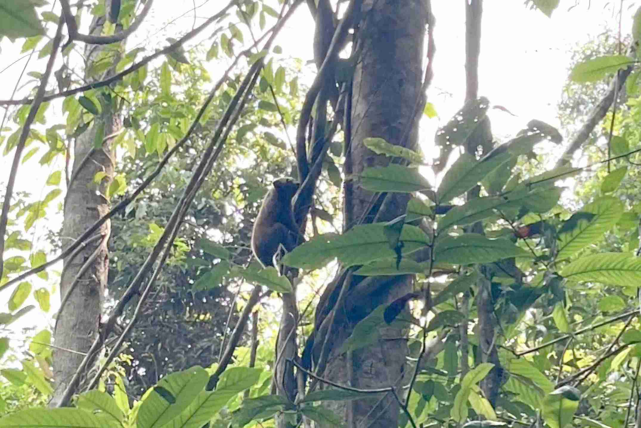 Cá thể cu li quý hiếm được tái thả về môi trường tự nhiên. Ảnh: Công an cung cấp 