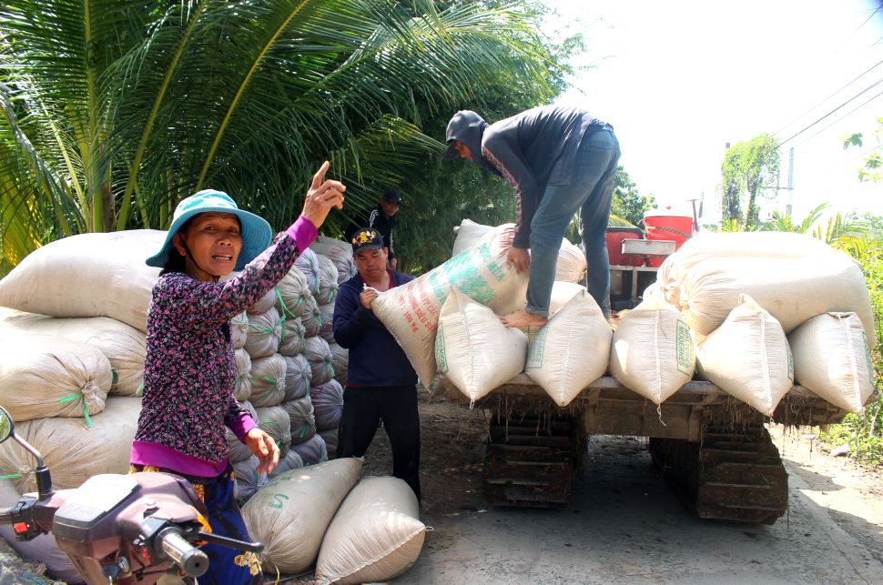 Theo nhiều nhà nông, lúa Đông Xuân năm nay trúng mùa, năng suất cao. Ảnh: Thanh Mai