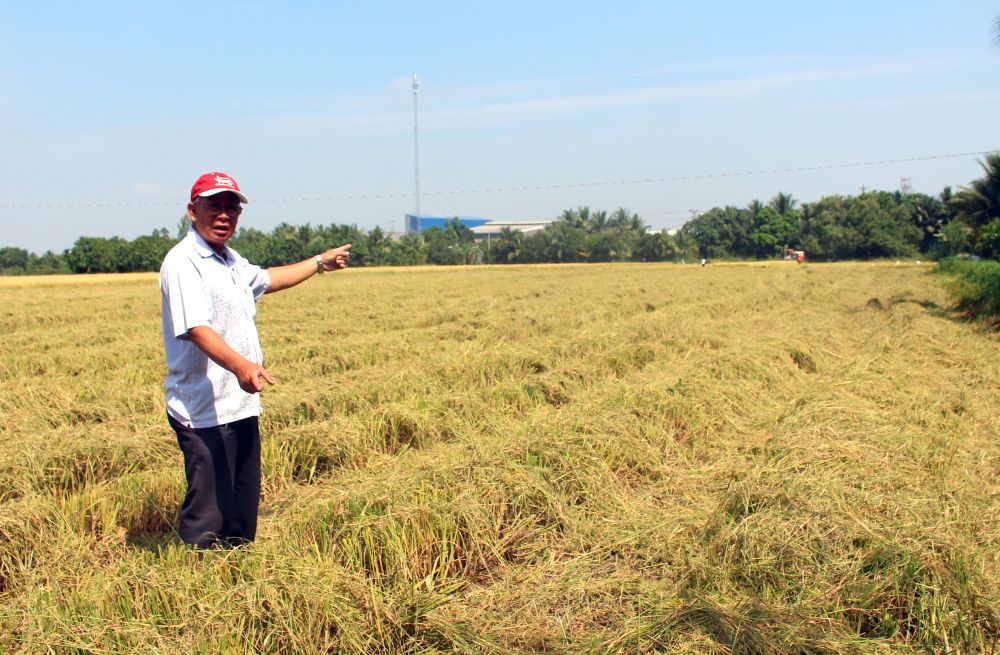 Ông Cao Thọ Trường tại cánh đồng đang thu hoạch lúa Đông Xuân ở xã Lấp Vò. Ảnh: Thanh Mai