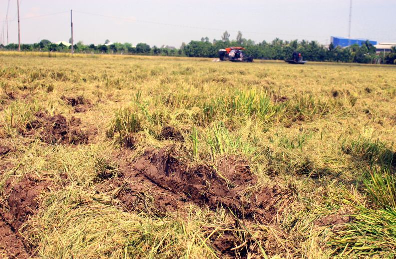 Mưa trái mùa khiến nhiều mặt ruộng bị ướt, mềm... Ảnh: Thanh Mai