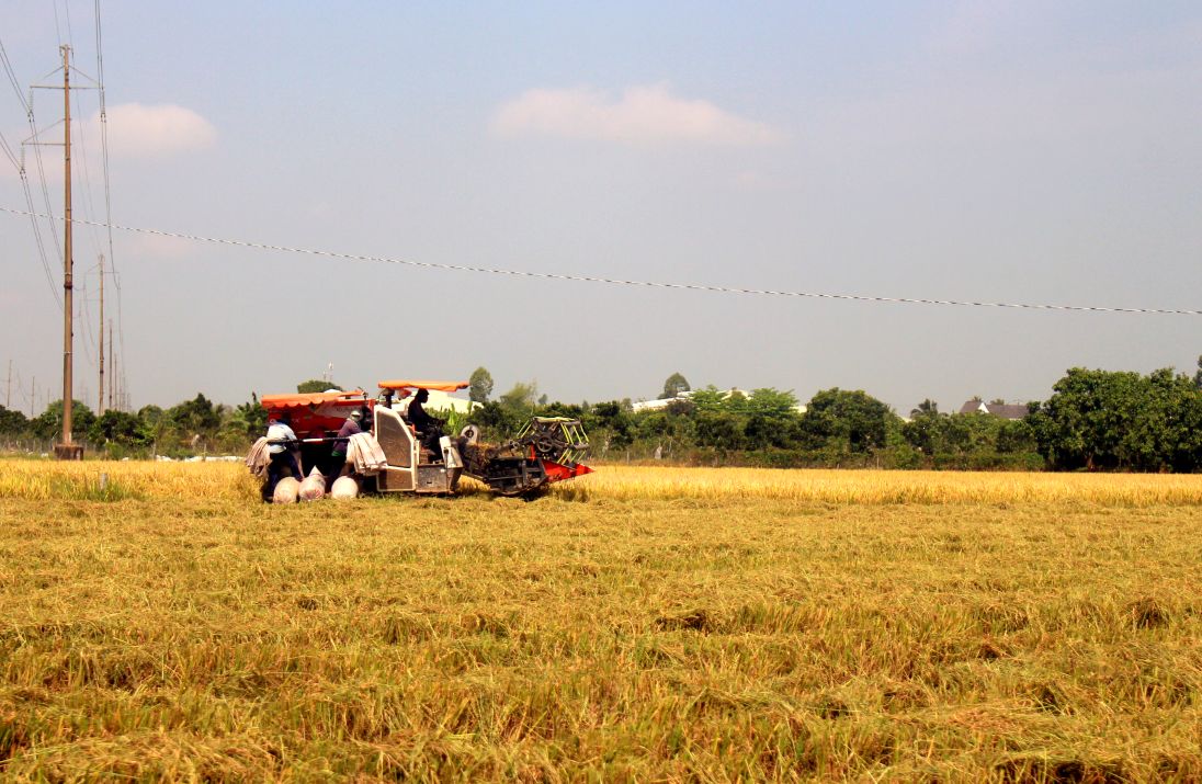 Để tránh bị sa lầy, tài công điều khiển máy gặt đập liên hợp di chuyển với tốc độ nhanh hơn. Ảnh: Thanh Mai