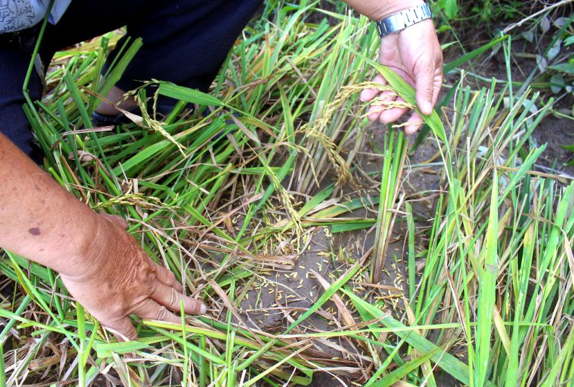 Lúa không chỉ bị rơi rụng nhiều, mà còn bị cắt sót. Ảnh: Thanh Mai