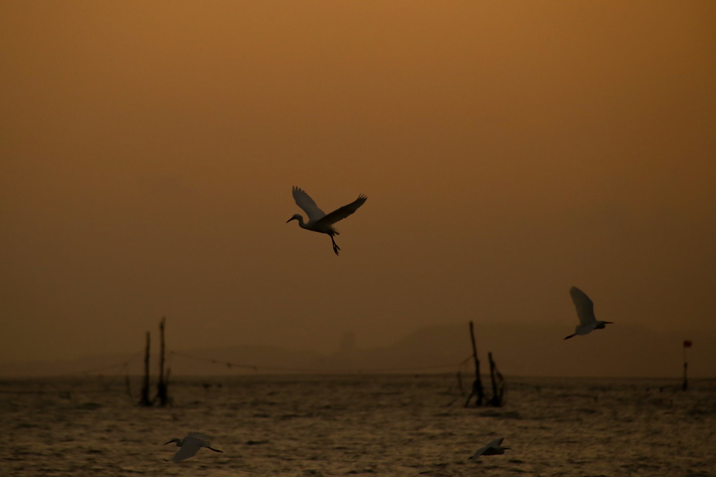 ภายใต้แสงอาทิตย์ยามเย็นเหนือหาดแคทไฮ นกทะเลร่อนอย่างสง่างามเหนือผืนน้ำระยิบระยับ การกระพือปีกแต่ละครั้งของพวกมันตัดกับท้องฟ้าสีส้มเข้ม สร้างภาพที่ทั้งสงบและงดงามราวบทกวี