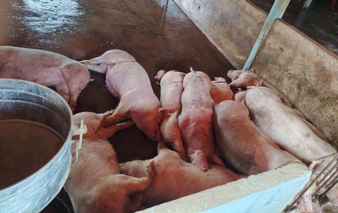 Tiêu hủy lợn mắc dịch tả lợn châu phi tại xã Yên Khánh, tỉnh Ninh Bình. Ảnh: Diệu Anh