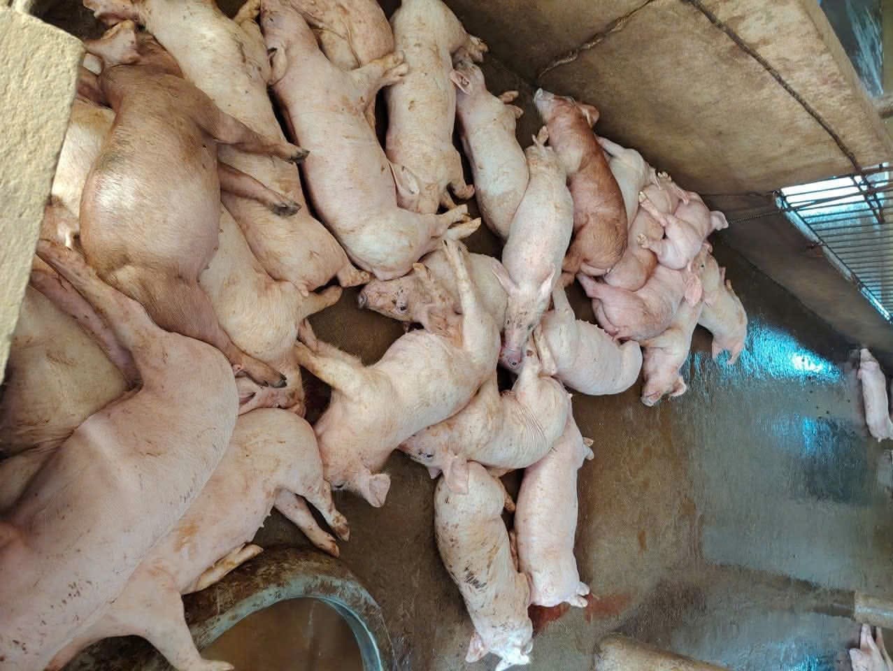 Hiện trên địa bàn tỉnh Ninh Bình còn 13 xã, phường có dịch tả lợn châu phi chưa qua 21 ngày. Ảnh: Diệu Anh