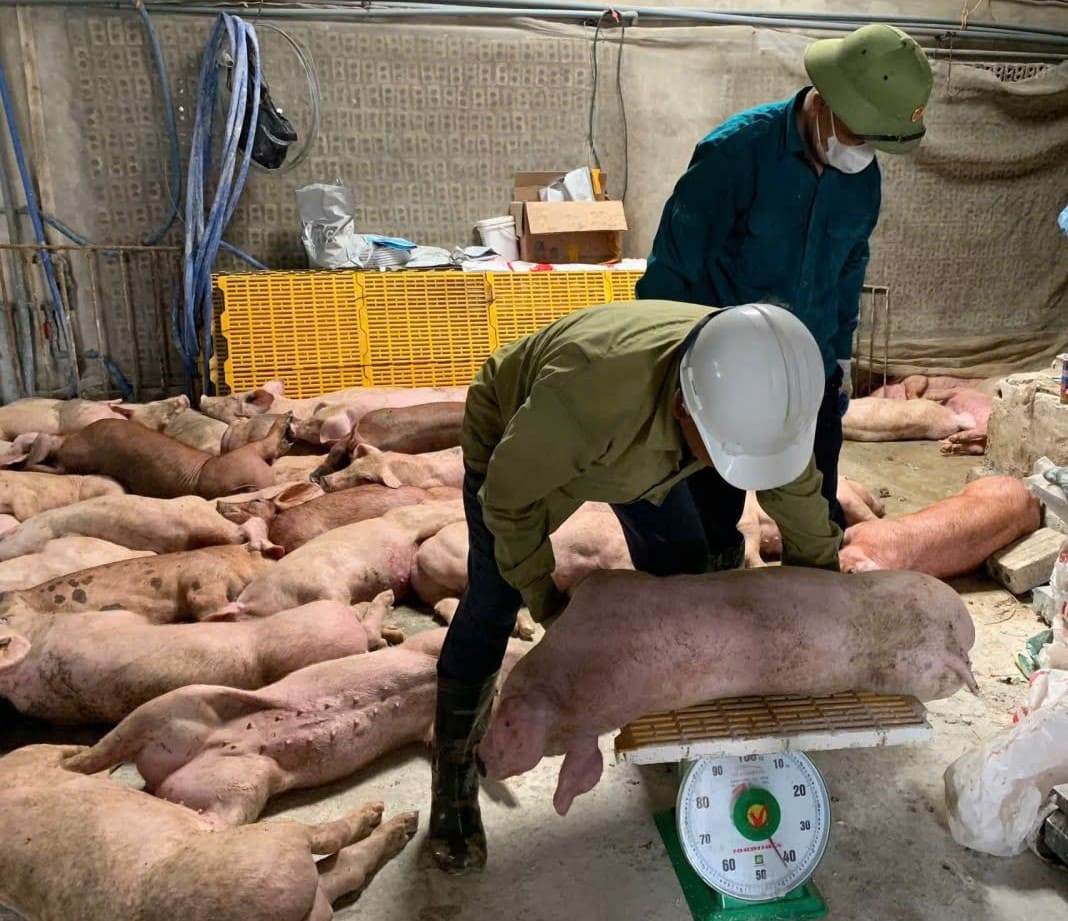 In just less than 3 months of the first year of 2026, Ninh Binh province has destroyed more than 5,100 pigs due to African swine fever. Photo: Dieu Anh