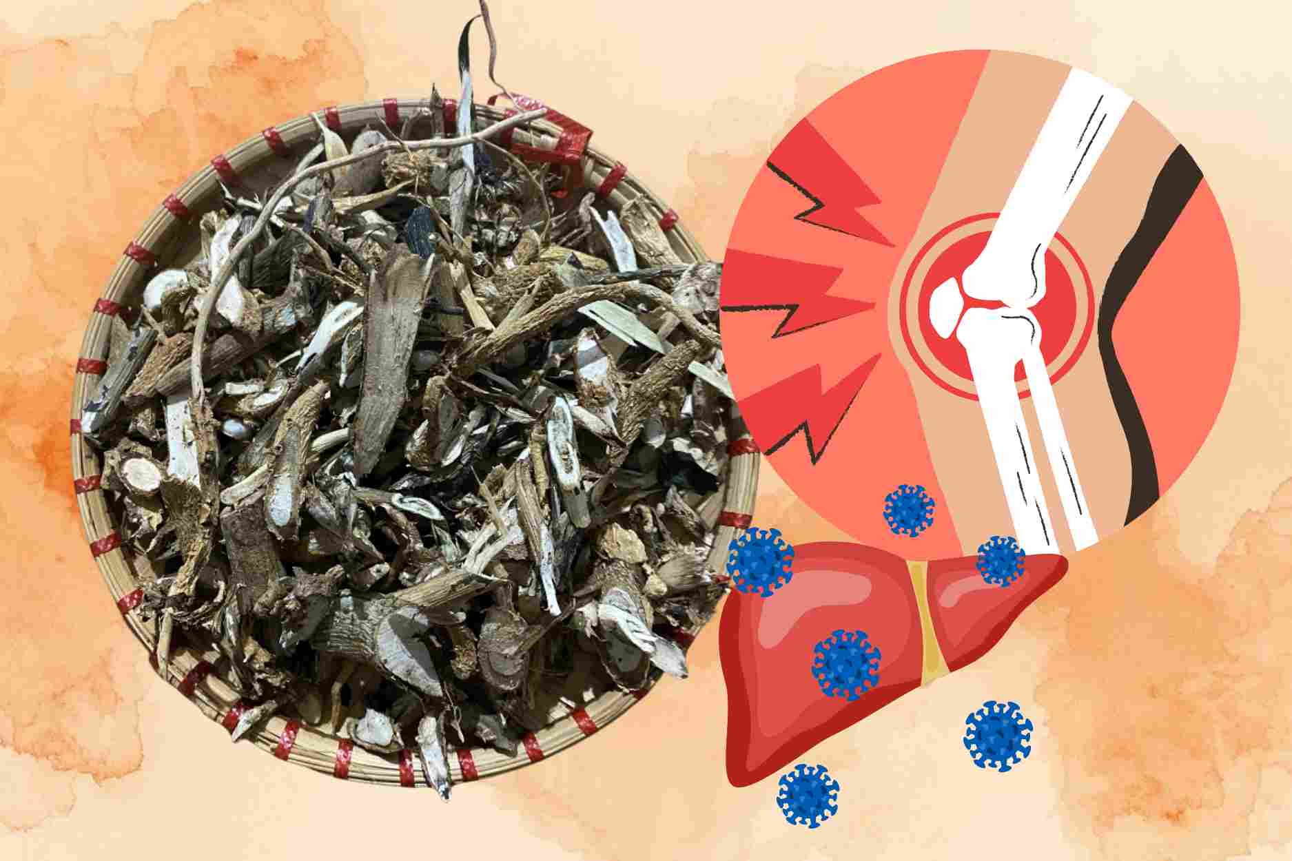 Remedy from grasshopper root helps reduce osteoarthritis and hepatitis