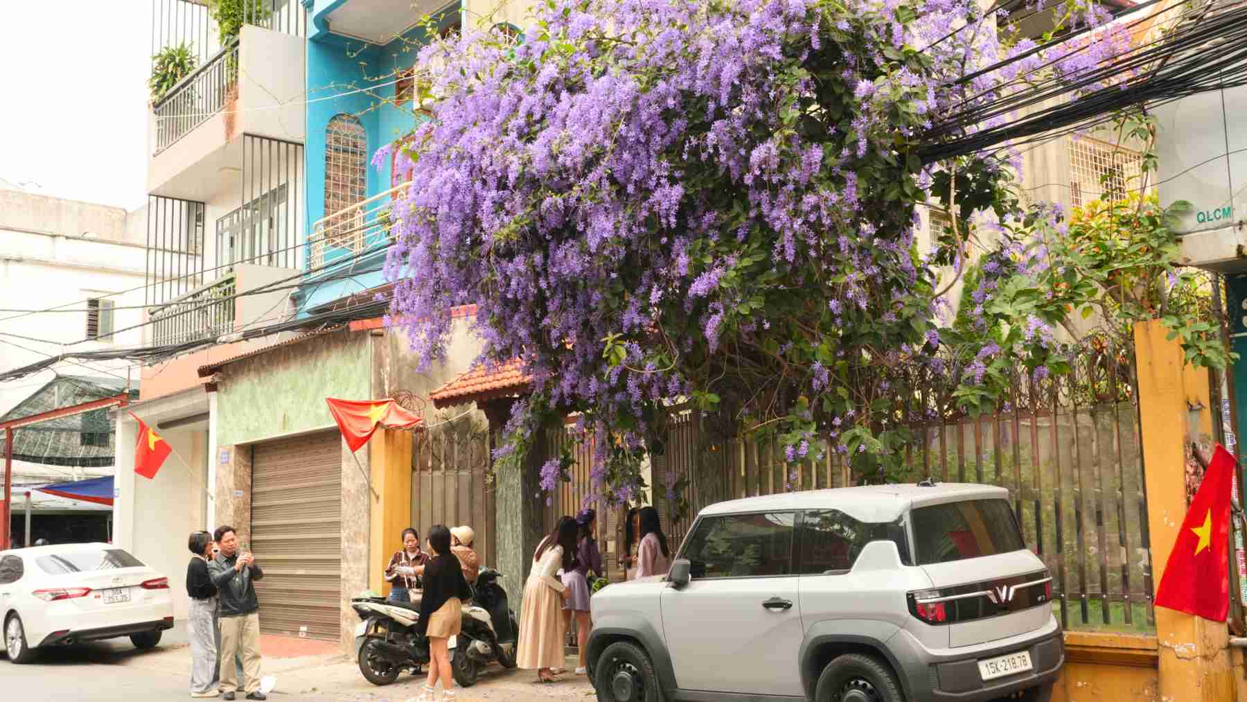 Nhờ dàn hoa mai xanh Thái nở rộ đúng mùa, nơi đây đang trở thành điểm check-in thú vị được nhiều người dân Hải Phòng tìm đến. Ảnh: NVCC