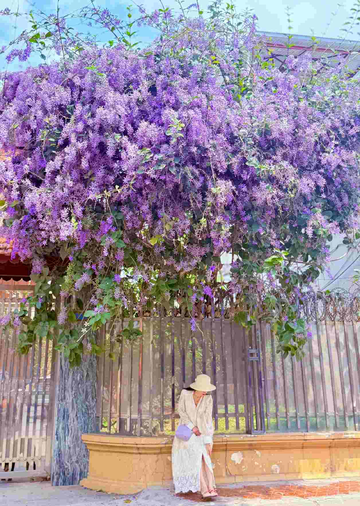 Chị Hương bên dàn hoa mai xanh Thái gây sốt thời gian vừa qua. Ảnh: NVCC