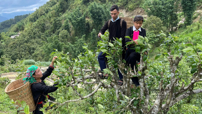 Những cây chè Shan tuyết ở vùng cao Tả Củ Tỷ, tỉnh Lào Cai. Ảnh: Đinh Đại