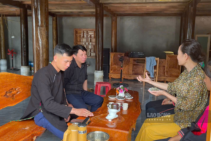 Bà Nguyễn Thị Nga - Bí thư Đảng ủy xã Tả Củ Tỷ thường xuyên có định hướng, giúp người dân địa phường phát triển kinh tế từ chè Shan tuyết. Ảnh: Đinh Đại