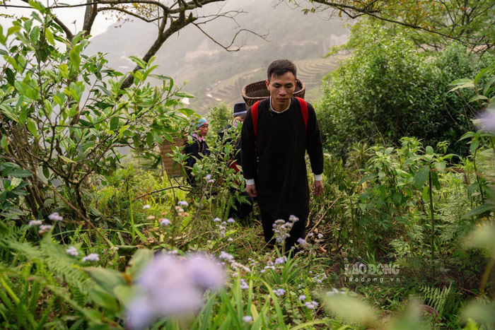 Những gốc chè cổ thụ hàng trăm năm tuổi đang được người dân xã Tả Củ Tỷ, tỉnh Lào Cai bảo tồn cẩn thận, giúp đem lại thu nhập ổn định. Ảnh: Đinh Đại