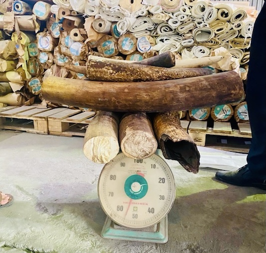 El sujeto C.Đ. K fue arrestado en un caso de tráfico ilegal de vida silvestre en Sudáfrica. En la foto se muestran cuernos de rinoceronte incautados en un caso de contrabando. Foto: Ejecución de Sentencias Civiles Hai Phong proporcionada