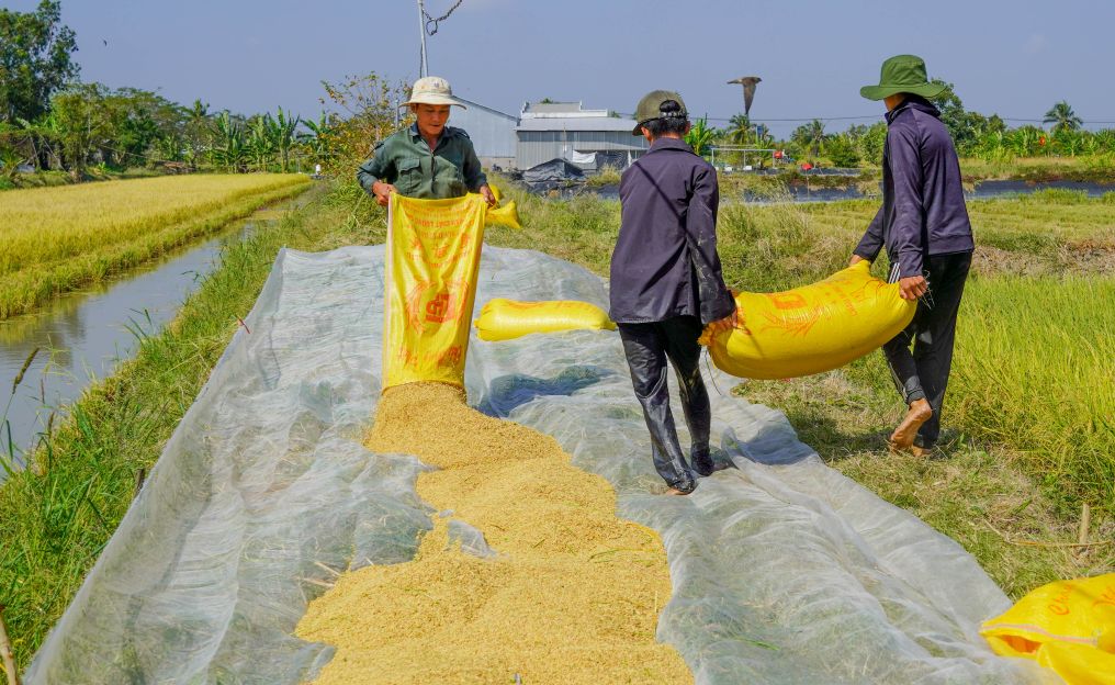 Gạo ST25 từ mô hình tôm – lúa được thị trường ưa chuộng, giá trị cao. Ảnh: Phương Anh