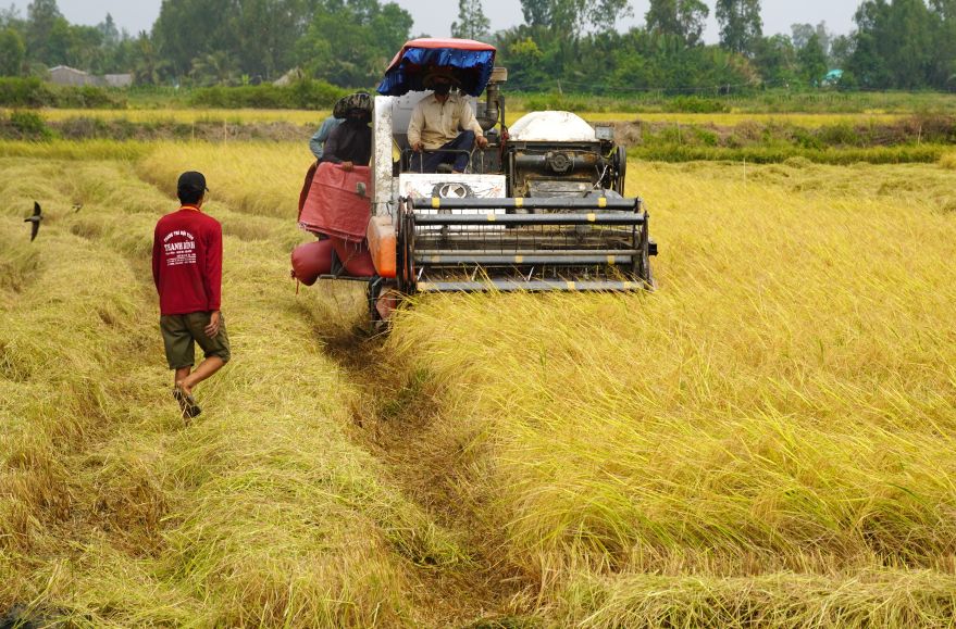 Nông dân vùng ven TP Cần Thơ thu hoạch lúa trên nền đất nuôi tôm. Ảnh: Phương Anh