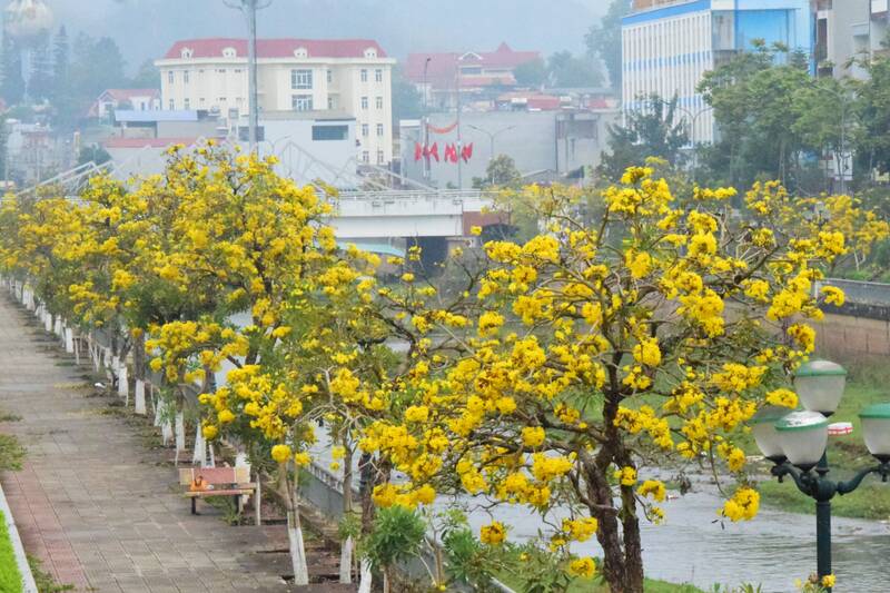 Khi hoa nở, kè suối Nậm La khoác lên mình một màu vàng rực rỡ. Ảnh: Trường Sơn