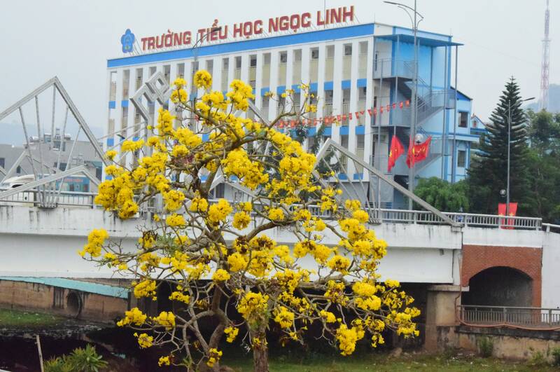 Hoa phong linh (chuông vàng) nở rộ bên kè suối Nậm La. Ảnh: Trường Sơn