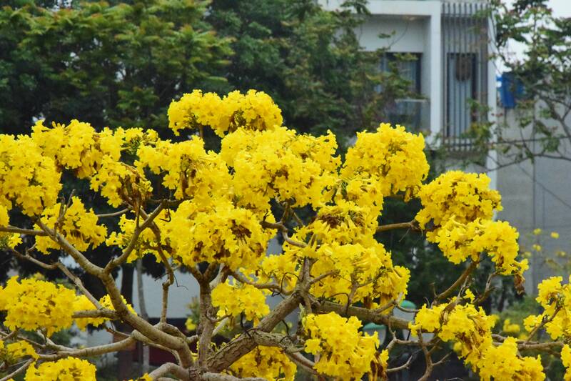 Với kiểu hoa hình chuông, cùng sắc hoa vàng, nên loài hoa này được mọi người gọi là hoa chuông vàng. Ảnh: Trường Sơn 