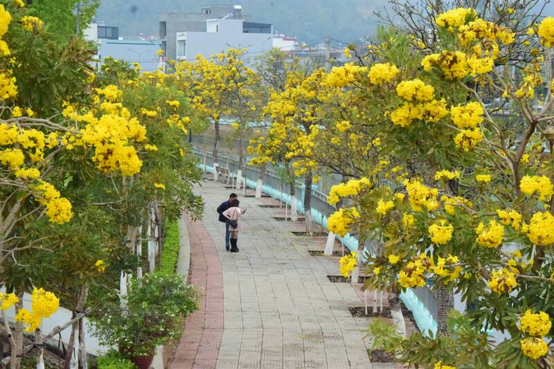 Được đi bộ và ngắm những bông hoa phong linh vào cuối mỗi chiều, người dân phố núi Sơn La cảm thấy an yên, giảm mệt mỏi sau một ngày lao động. Ảnh: Trung Hải