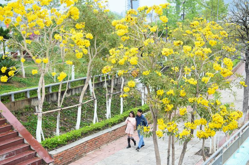Mùa hoa Chuông vàng cũng là thời điểm các bạn trẻ rủ nhau đến chụp những bức hình lưu niệm. Ảnh: Trung Hải