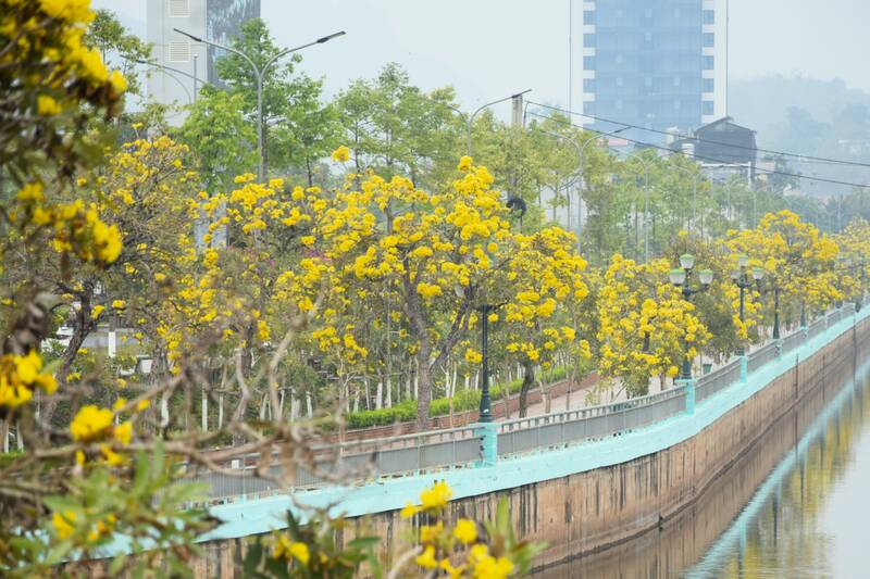 Phong Linh flowers dye the mountain town of Son La yellow. Photo: Truong Son