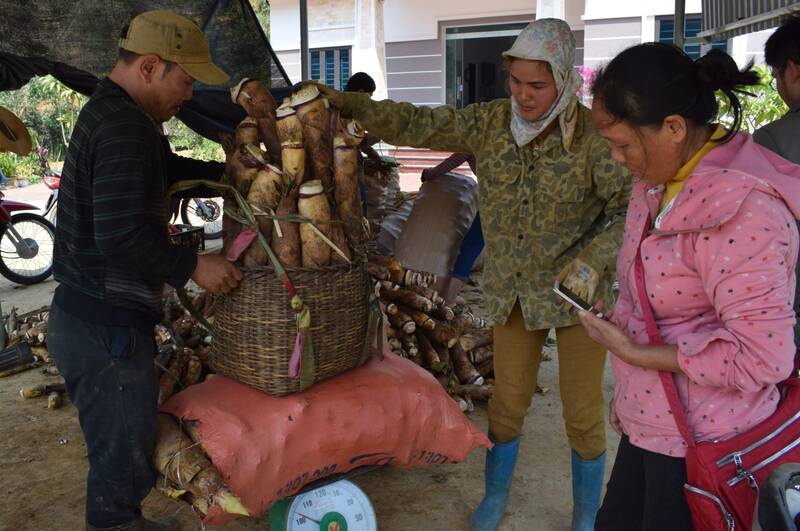La temporada de cosecha de brotes de bambú en la comuna de Muong Coi, provincia de Son La, siempre está ocupada con compradores y vendedores. Foto: Truong Son