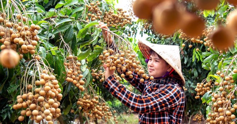 Nhãn Việt Nam nhiều tiềm năng vào thị trường Trung Quốc
