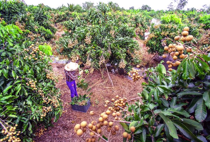 Nhãn là loại cây trồng phù hợp với điều kiện sinh thái của Việt Nam. Ảnh: Dương Cầm 