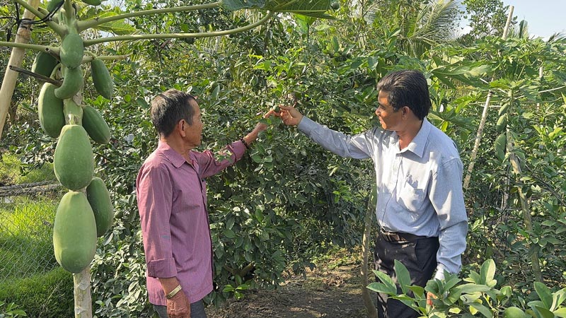 Agricultural officials survey the orchards of farmers in Tra Con commune after converting a part of the king orange area. Photo: Hoang Loc
