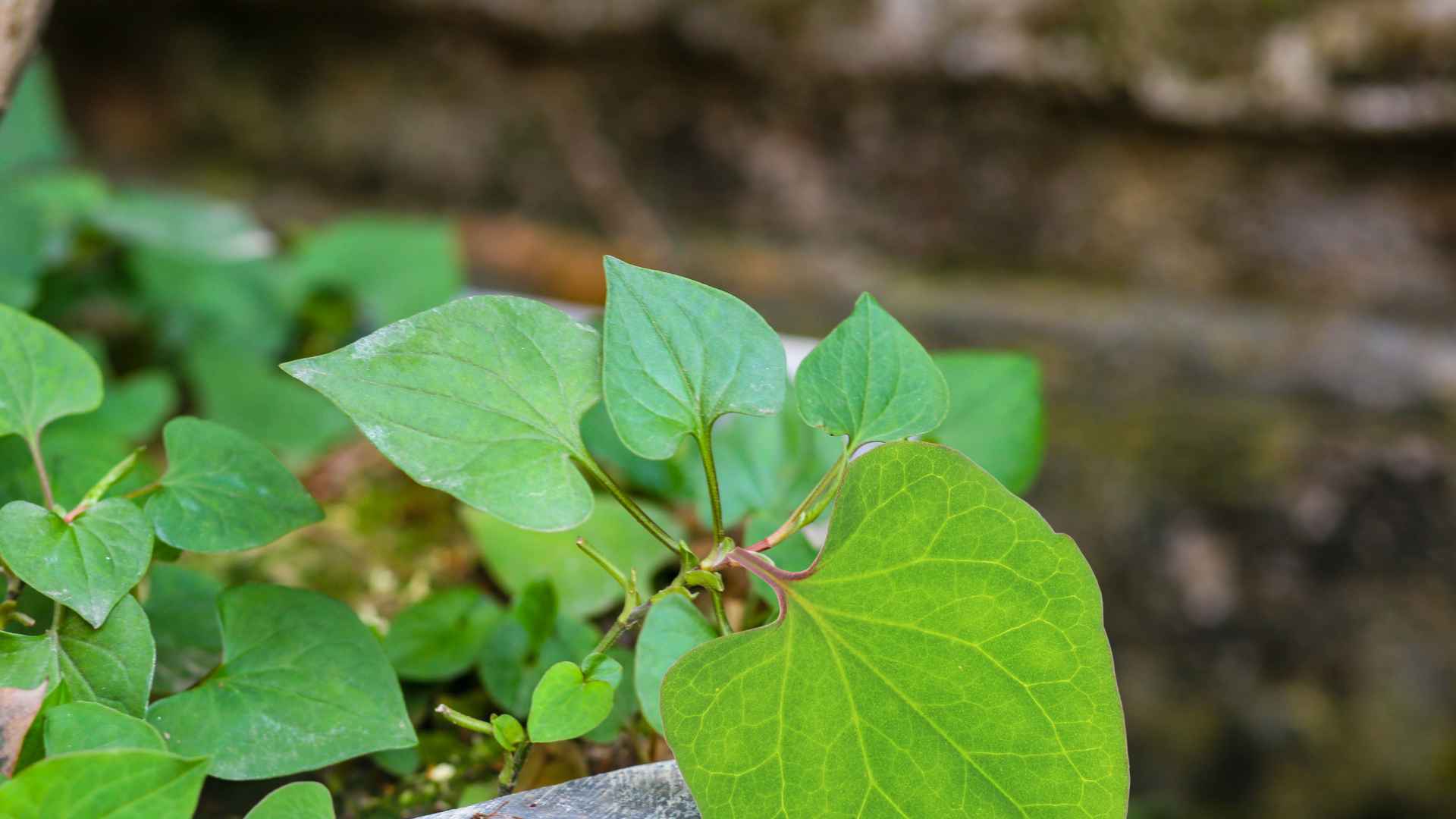 Fish lettuce contains biological compounds that can support the natural liver detoxification function. Graphic photo: Huong Son