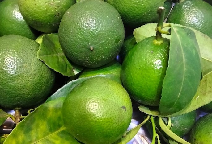 Lemon combined with green tea is a good drink for the liver. Photo: Kieu Vu.