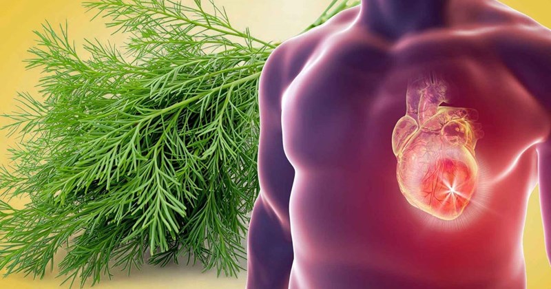 Thảo dược phức tạp trên thị trường, thảo dược quý cho tim mạch