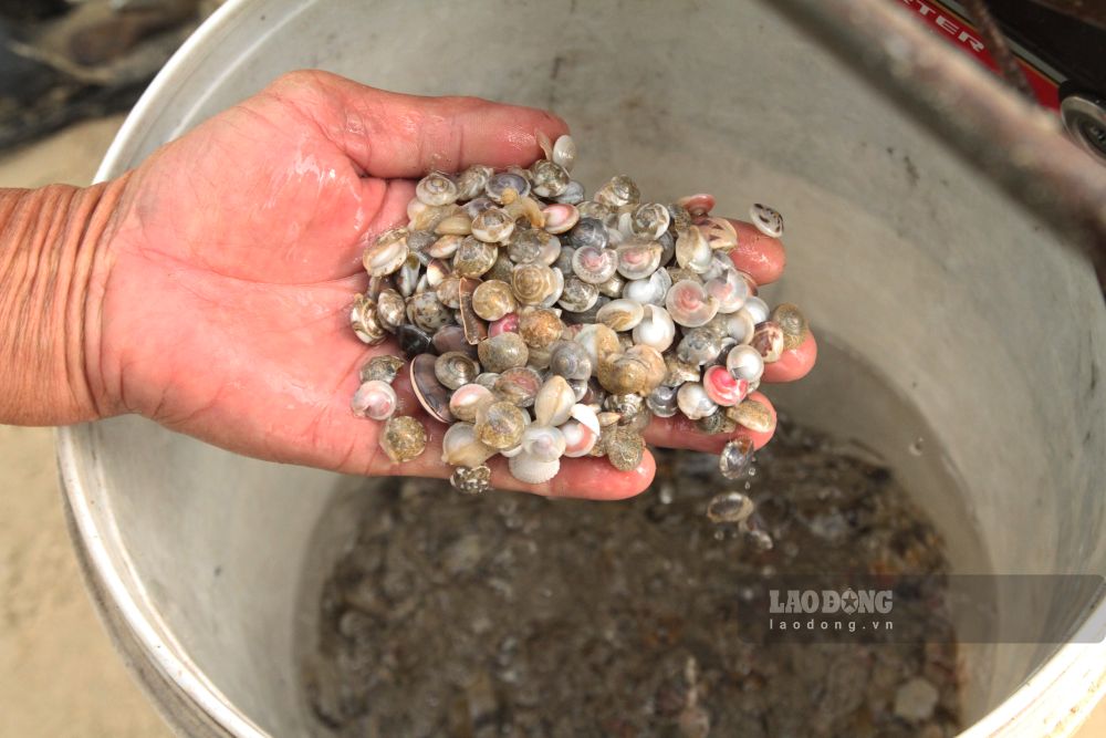Giá ốc sống bán tại bãi biển khoảng 30.000 đồng/lon. Ảnh: Thanh Huyền
