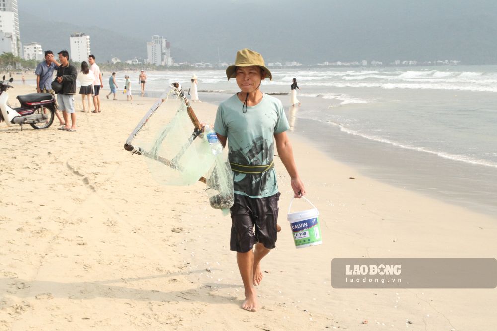 Da Nang fishermen are busy raking ceremonial snails from early morning. Photo: Da Nang