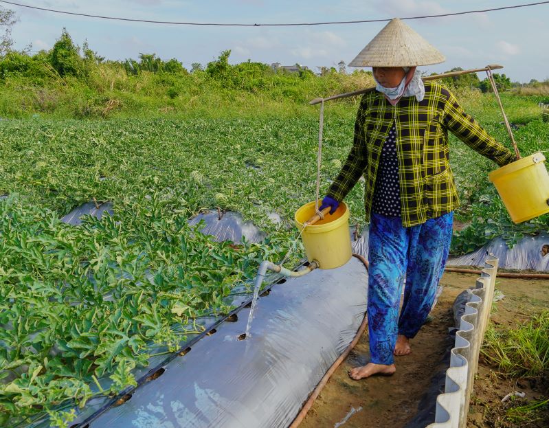 Nhờ chủ động trữ nước, nhiều ruộng dưa trên đất cát vẫn xanh tốt trong mùa nắng gắt. Ảnh: Phương Anh