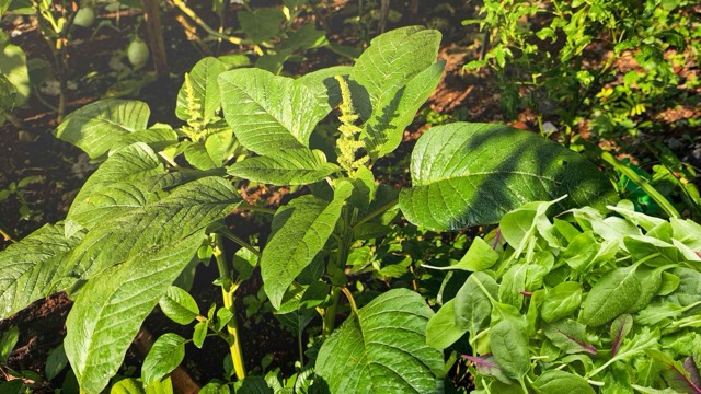 Amaranth is a vegetable rich in iron, fiber and vitamins, but people with kidney disease should be cautious when using it regularly. Graphic photo: Huong Son