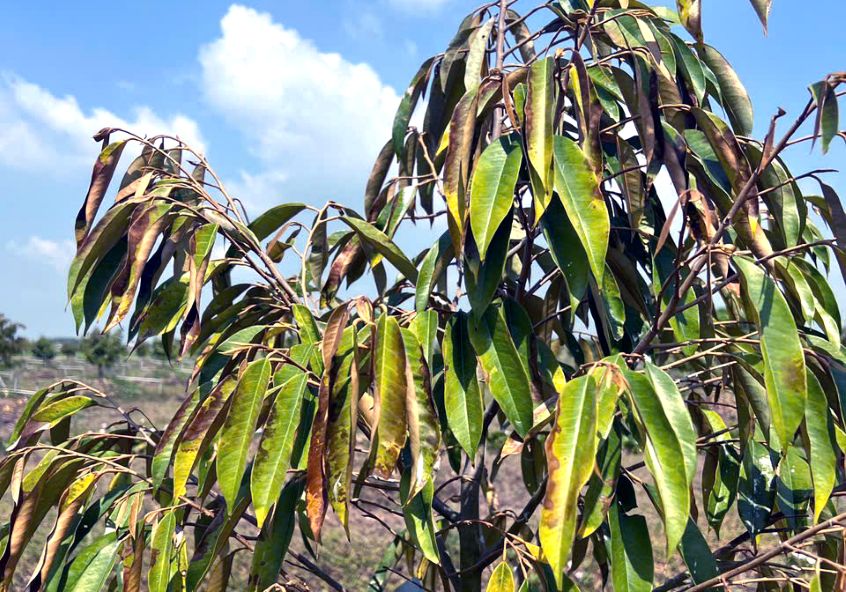 Cận cảnh lá cây sầu riêng thể hiện cây đang thiếu sức khỏe dinh dưỡng. Ảnh: Tư liệu Nguyễn Phước Tuyên