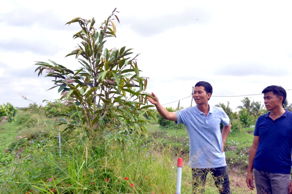 Chuyên gia nông nghiệp khuyến cao, cần thường xuyên thăm vườn để sớm phát hiện sức khỏe cây sầu riêng. Ảnh: Thanh Mai