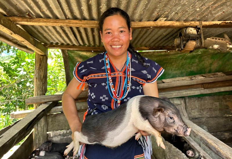 정책 신용은 다낭 산악 지역 주민들이 생산을 확대하고 축산업을 발전시켜 빈곤에서 벗어날 수 있는 발판을 마련하는 데 도움이 됩니다. 사진: 쯔엉 안