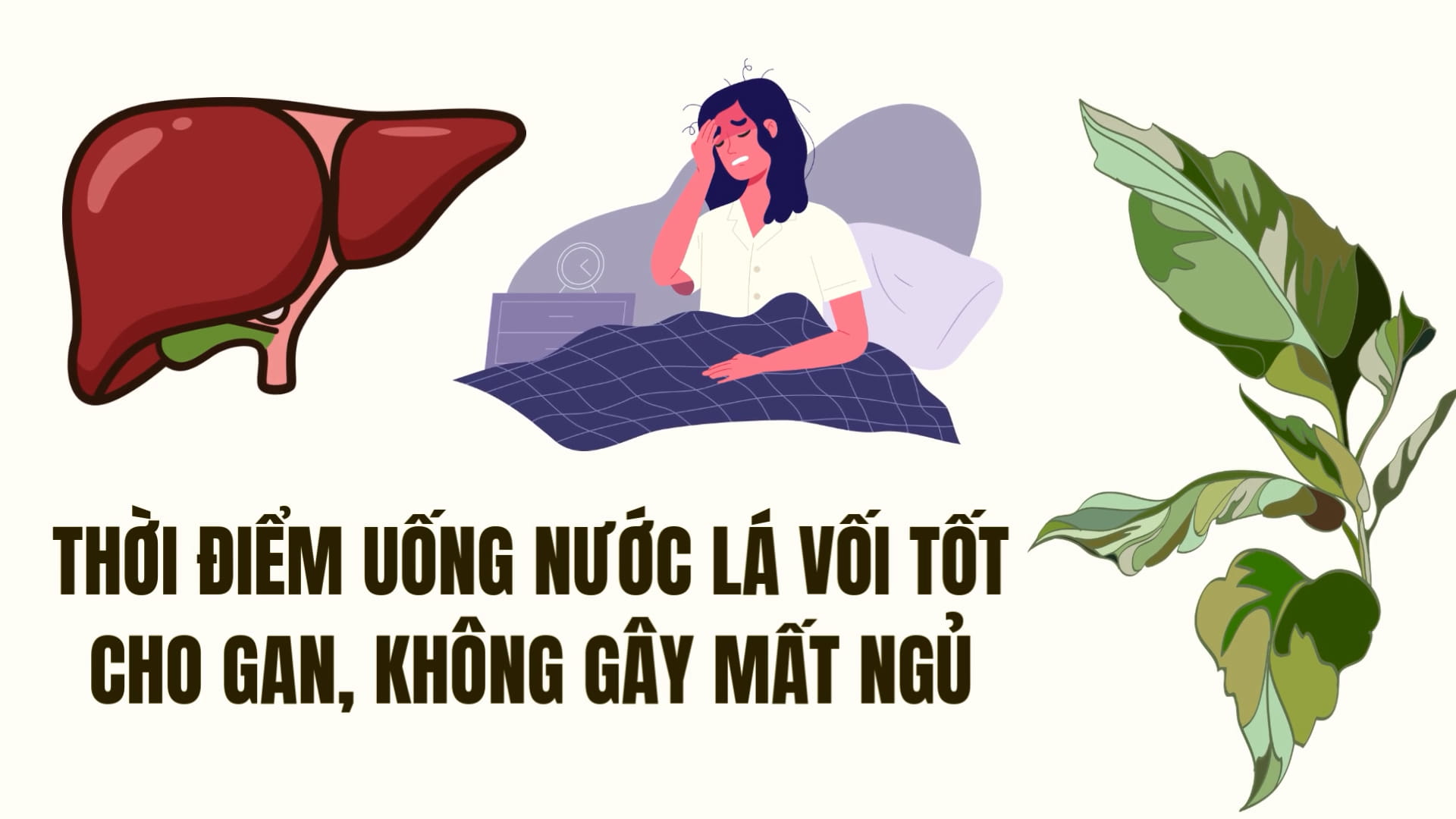 The time to drink water from vối leaves is good for the liver, not causing insomnia