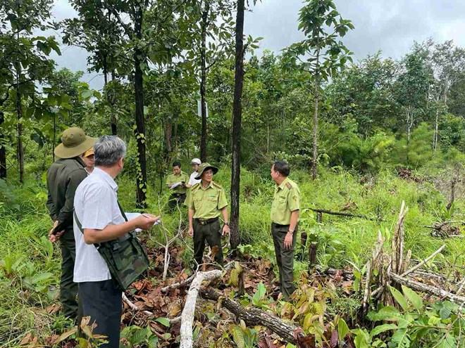 Lãnh đạo Chi cục Kiểm lâm tỉnh Đắk Lắk tuần tra, phát hiện, xử lý một vụ phá rừng trái phép xảy ra trên địa bàn vào năm 2025. Ảnh: Bảo Trung