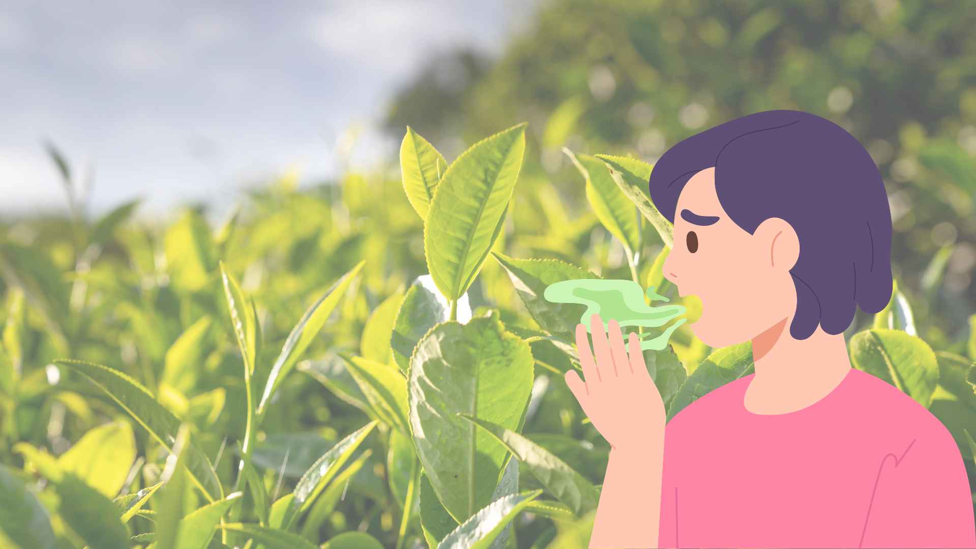 Users can brew green tea with hot water, let it cool and then rinse their mouth after brushing to limit bad breath. Graphic photo: Huong Son