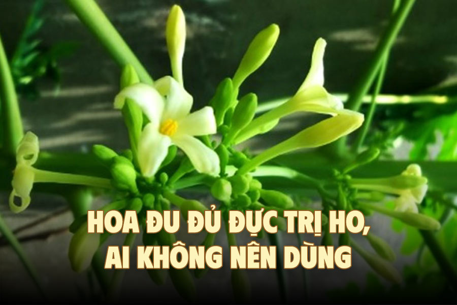 Male papaya flowers treat coughs, who should not use them