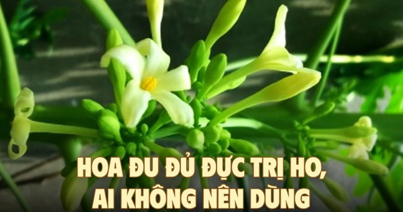 Hoa đu đủ đực trị ho: Ai không nên dùng?